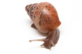 Lissachatina fulica hamillei rodatzi Madagascar juvenil